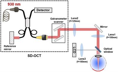 Characterization and Analysis of Retinal Axial Motion at High Spatiotemporal Resolution and Its Implication for Real-Time Correction in Human Retinal Imaging